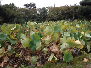 2013heike-kyoto191.JPG