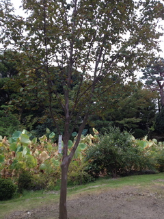 2013heike-kyoto195.JPG